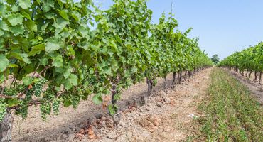 Michigan Vineyards Thrive with Guyot Pruning System