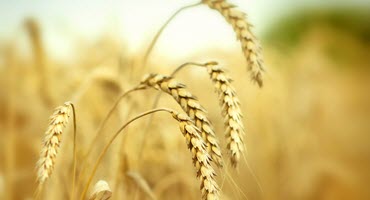 WSMV Spreads Quickly Across Kansas Wheat