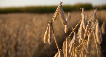 Achievements in Agronomy and Soybean Research Celebrated