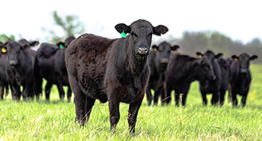 Warning Signs of Screwworm Infection in Animals