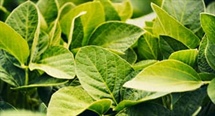 Insights from a South Dakota Soybean Leader
