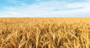 House Passes Bill Backing Wheat Growers and Farm Reforms