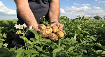 2025 Montcalm Potato Field Day Spotlights Smart Farming