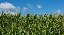 Understanding Tassel Emergence and Pollen Shed in Corn