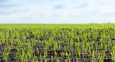 New York crops thrive amidst favorable conditions