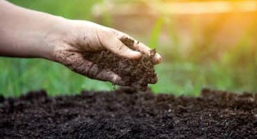 Mixed crop conditions for August 11 report