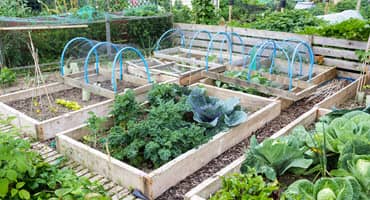 Grow honeyberry - high antioxidant fruit for your garden