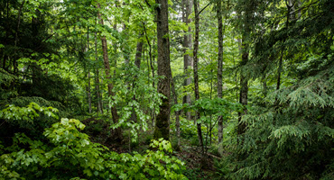Protect wild ramps - forest farming for conservation