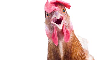 Indiana poultry giving back big time