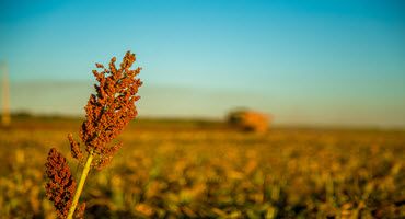 Unlocking sorghum's potential in dairy diets