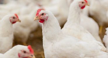 Michigan reports HPAI case in poultry flock
