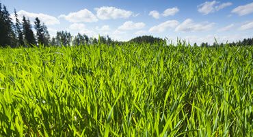 Nebraska Field Day on Crop Weeds