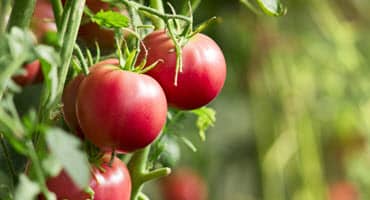 Salt Stress Cuts Tomato Fruitworm Damage