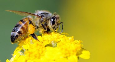 Join the Beekeeping Session with Kentucky Apiarist