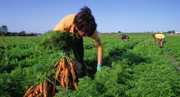 DATCP Proposes Special Pesticide Registration for Carrots