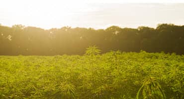 Nebraska Hemp Farms Report Smaller Yields
