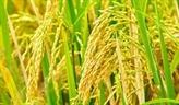 Rice Malting Could Boost U.S. Domestic Demand