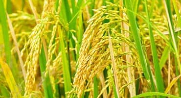Rice Malting Could Boost U.S. Domestic Demand