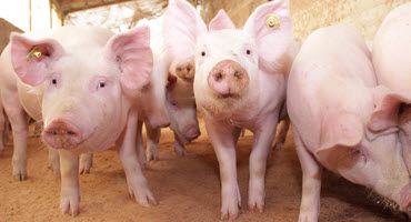 Swine Summit Prepares Youth for Careers